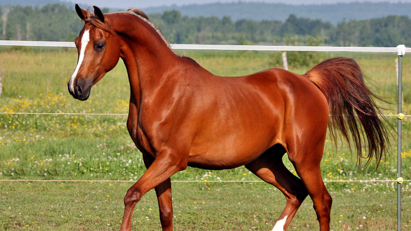 Funcionalidade dos cavalos Crioulos e genética analisadas por Aldo Vendramin.