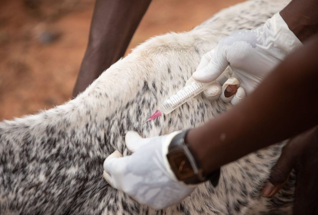 Veterinária aplica uma injeção em um bovino em uma propriedade rural.