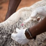 Veterinária aplica uma injeção em um bovino em uma propriedade rural.