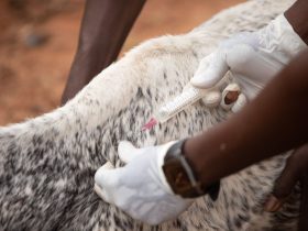Veterinária aplica uma injeção em um bovino em uma propriedade rural.