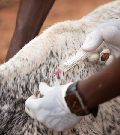Veterinária aplica uma injeção em um bovino em uma propriedade rural.