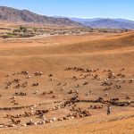 Gado pastando em uma área rural árida, com montanhas ao fundo e céu aberto.