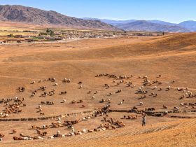 Gado pastando em uma área rural árida, com montanhas ao fundo e céu aberto.