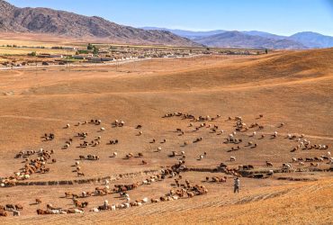 Gado pastando em uma área rural árida, com montanhas ao fundo e céu aberto.