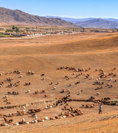 Gado pastando em uma área rural árida, com montanhas ao fundo e céu aberto.