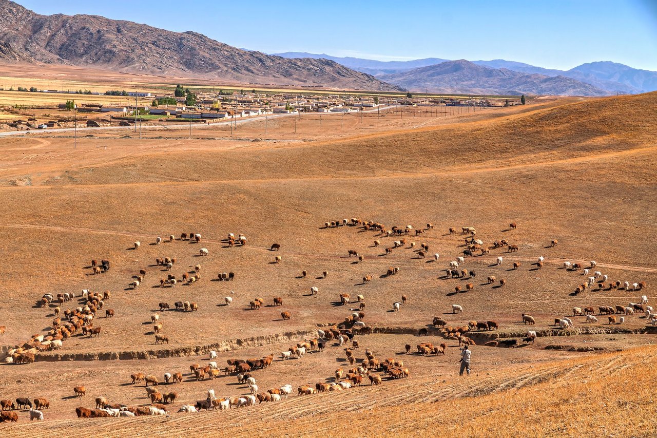 Gado pastando em uma área rural árida, com montanhas ao fundo e céu aberto.