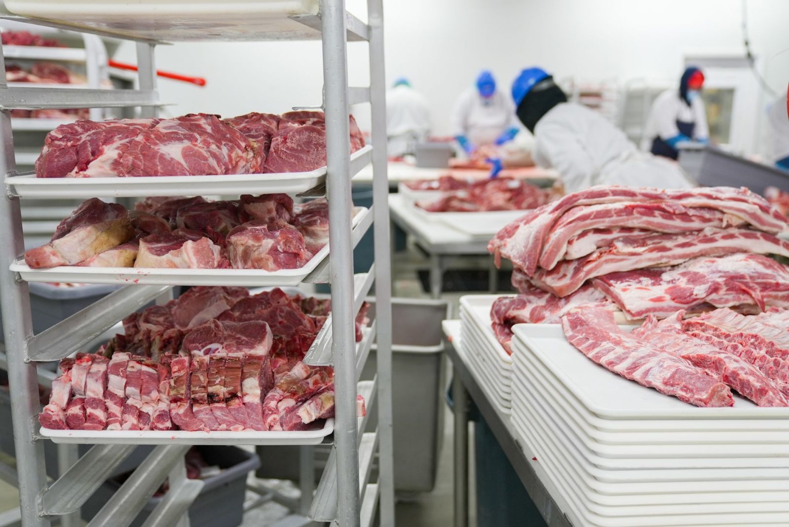 Trabalhadores manuseiam cortes de carne suína em bandejas dentro de uma unidade industrial de processamento.