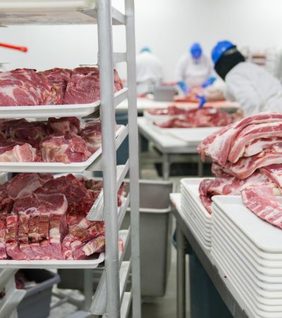 Trabalhadores manuseiam cortes de carne suína em bandejas dentro de uma unidade industrial de processamento.