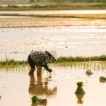 Agricultor planta mudas de arroz em uma área alagada ao entardecer.