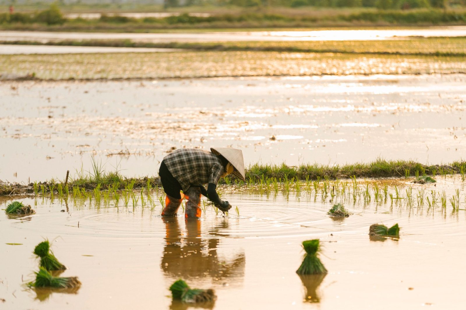 Agricultor planta mudas de arroz em uma área alagada ao entardecer.