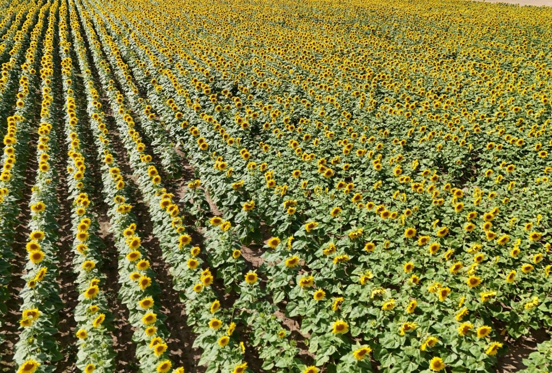 Vista aérea de uma extensa plantação de girassóis em plena floração, sob céu azul.