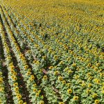 Vista aérea de uma extensa plantação de girassóis em plena floração, sob céu azul.
