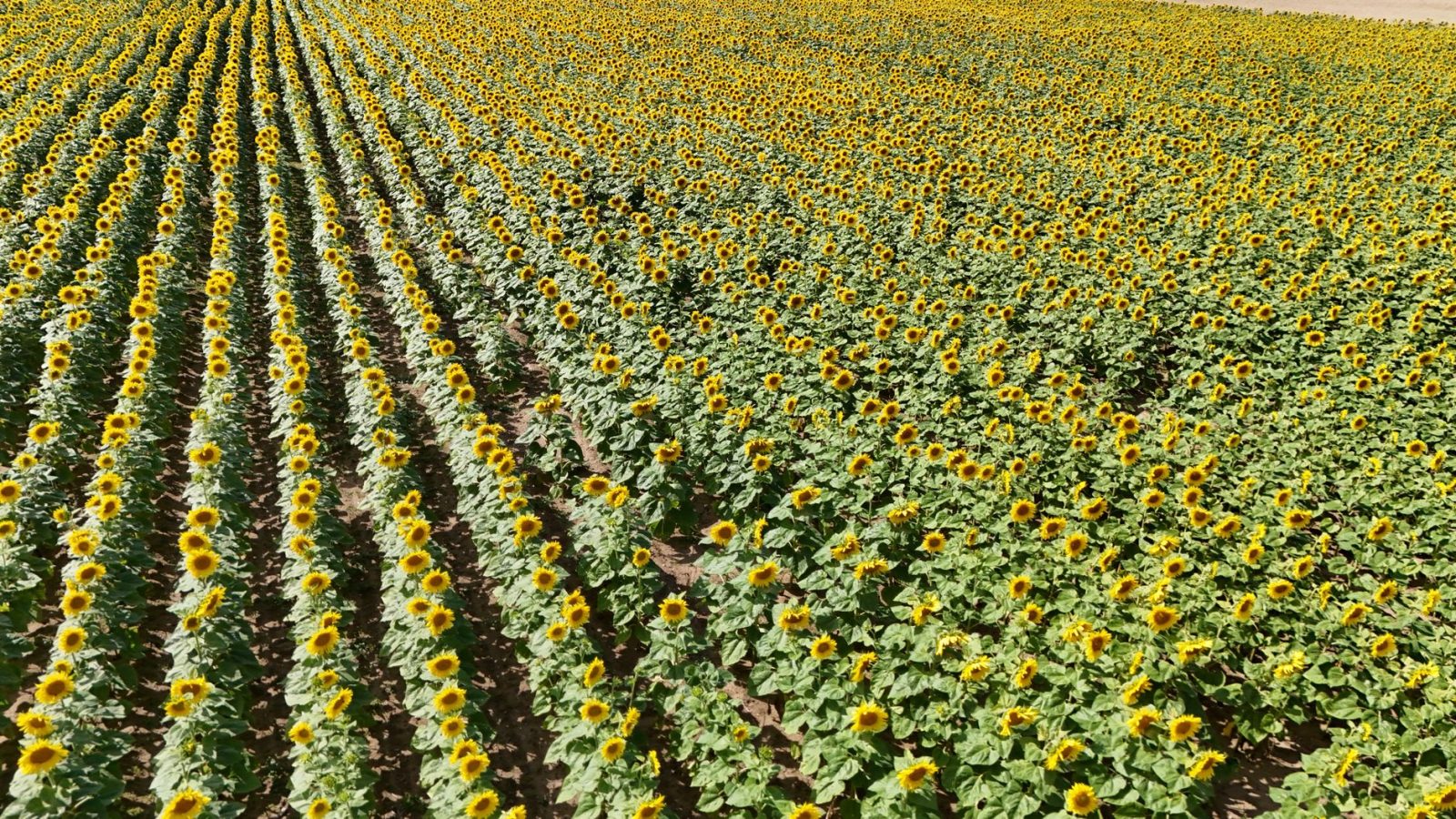 Vista aérea de uma extensa plantação de girassóis em plena floração, sob céu azul.