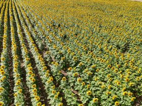 Vista aérea de uma extensa plantação de girassóis em plena floração, sob céu azul.