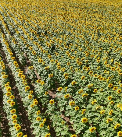 Vista aérea de uma extensa plantação de girassóis em plena floração, sob céu azul.