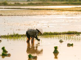 Agricultor planta mudas de arroz em uma área alagada ao entardecer.