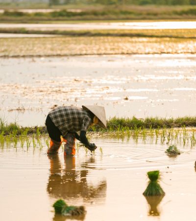 Agricultor planta mudas de arroz em uma área alagada ao entardecer.