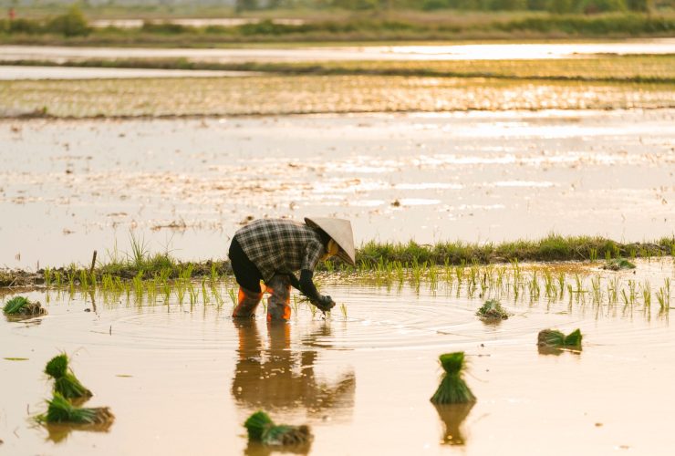 Agricultor planta mudas de arroz em uma área alagada ao entardecer.